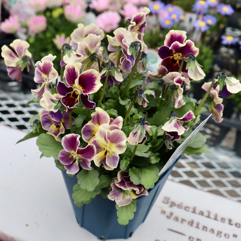 画像の現品1点限り!!サトウ園芸さんのビオラ・ヌーヴェルヴァーグ