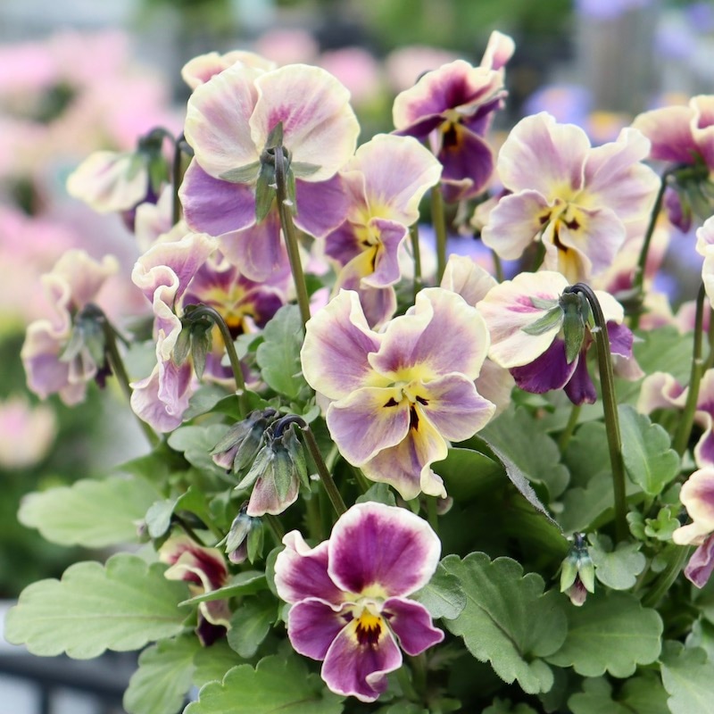 ヌーヴェルヴァーグ・ラピスラズリ 画像の現品1点限り!!サトウ園芸さんのビオラ・ヌーヴェルヴァーグ