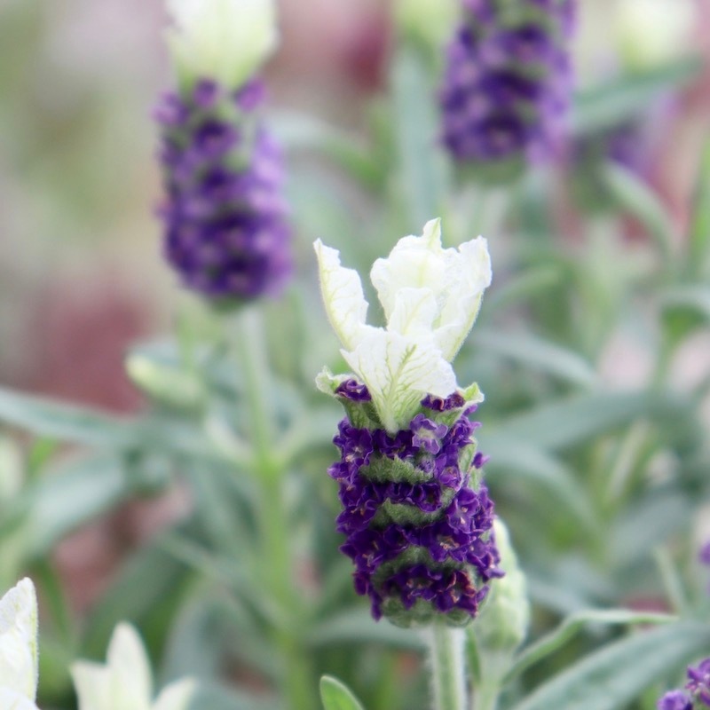 今年も入荷!! とっても綺麗なフレンチラベンダー「ホワイトサマー」