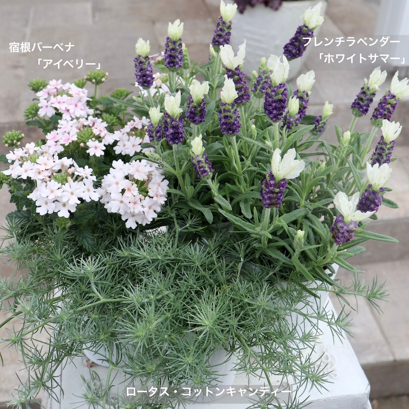 今年も入荷!! 爽やか♪フレンチラベンダー「ホワイトサマー」