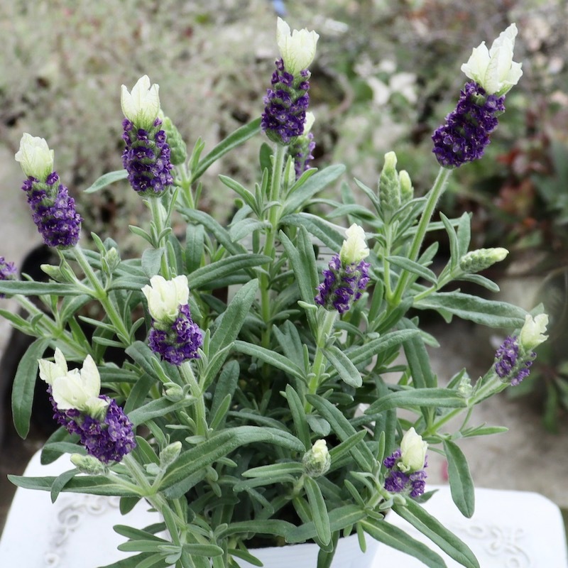 ラベンダー様 スィート・ラベンダー(ポット苗) | 日野春ハーブガーデン