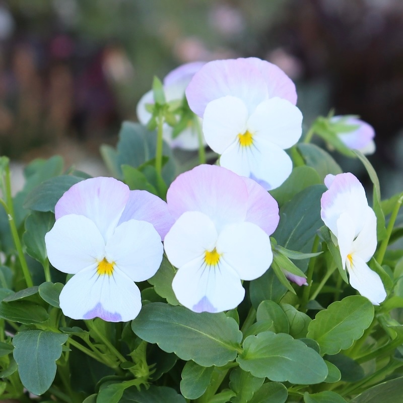 画像の現品1点限り☆ビオラ「しろももか-SP1」に出現する株!! (3.5号