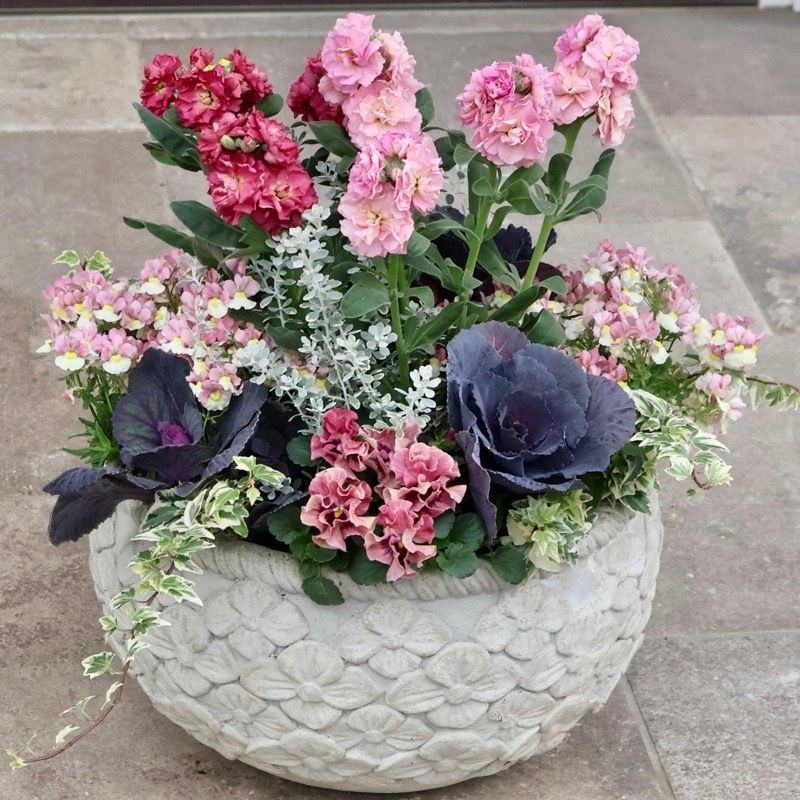 ビビッドピンク&とうがらしの実のトロピカルな寄せ植え 1_000000010205.jpg?1766638008