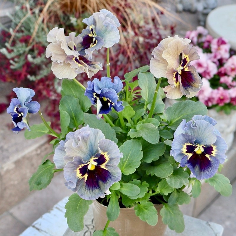 画像の現品1点限り》石川園芸さんのビオラ「レディ」＜25SP03＞