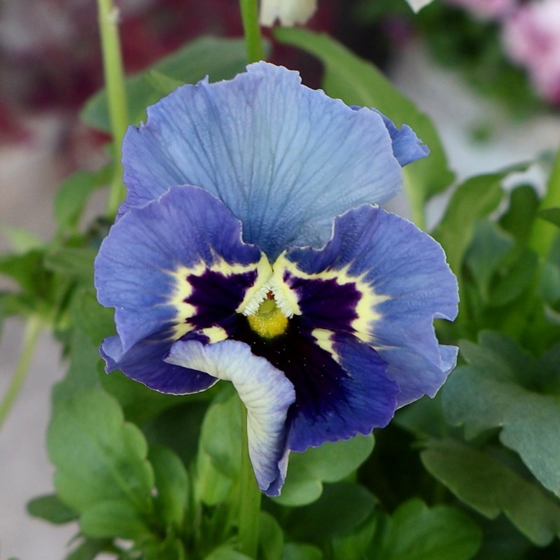 画像の現品1点限り》石川園芸さんのビオラ「レディ」＜25SP03＞