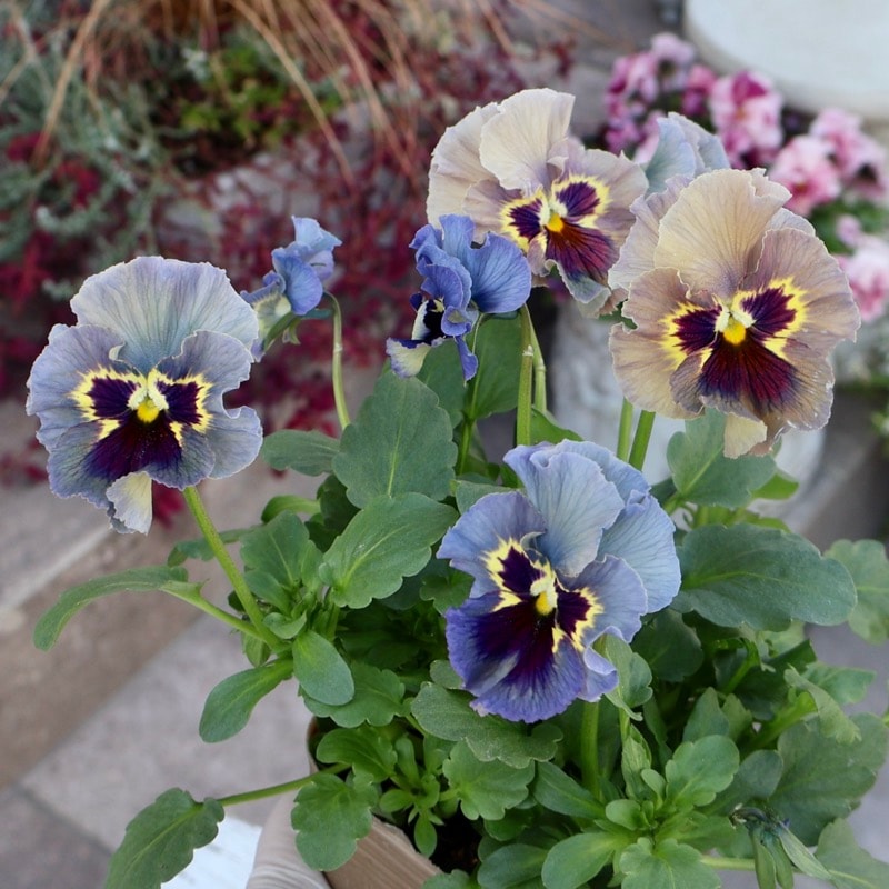 画像の現品1点限り》石川園芸さんのビオラ「レディ」＜25SP03＞