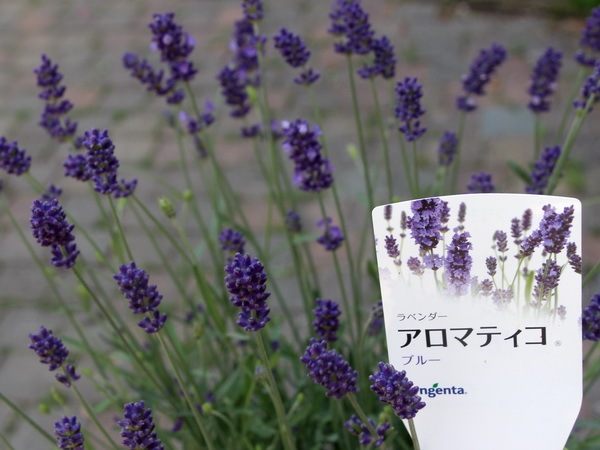5号鉢 四季咲きのイングリッシュラベンダー アロマティコ ブルー