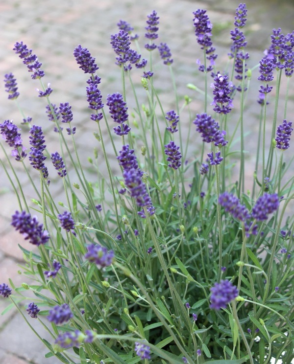 5号鉢 四季咲きのイングリッシュラベンダー アロマティコ ブルー