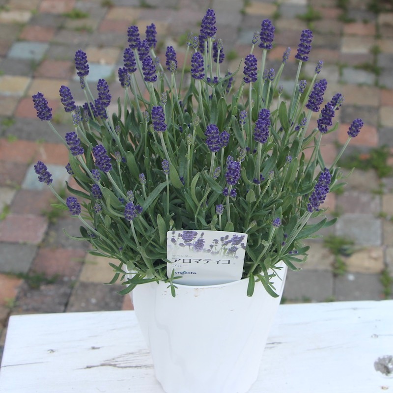 17_000000000905.jpg?1746459609