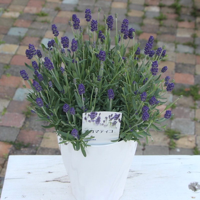 母の日の贈り物にも♪【蕾いっぱいの株】四季咲きのイングリッシュ