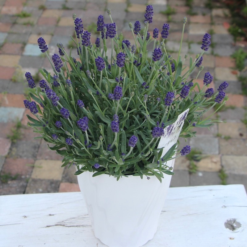 5号鉢 四季咲きのイングリッシュラベンダー アロマティコ ブルー