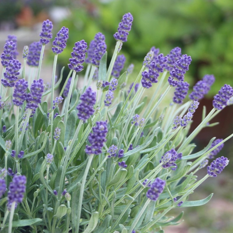 5号鉢 四季咲きのイングリッシュラベンダー アロマティコ ブルー