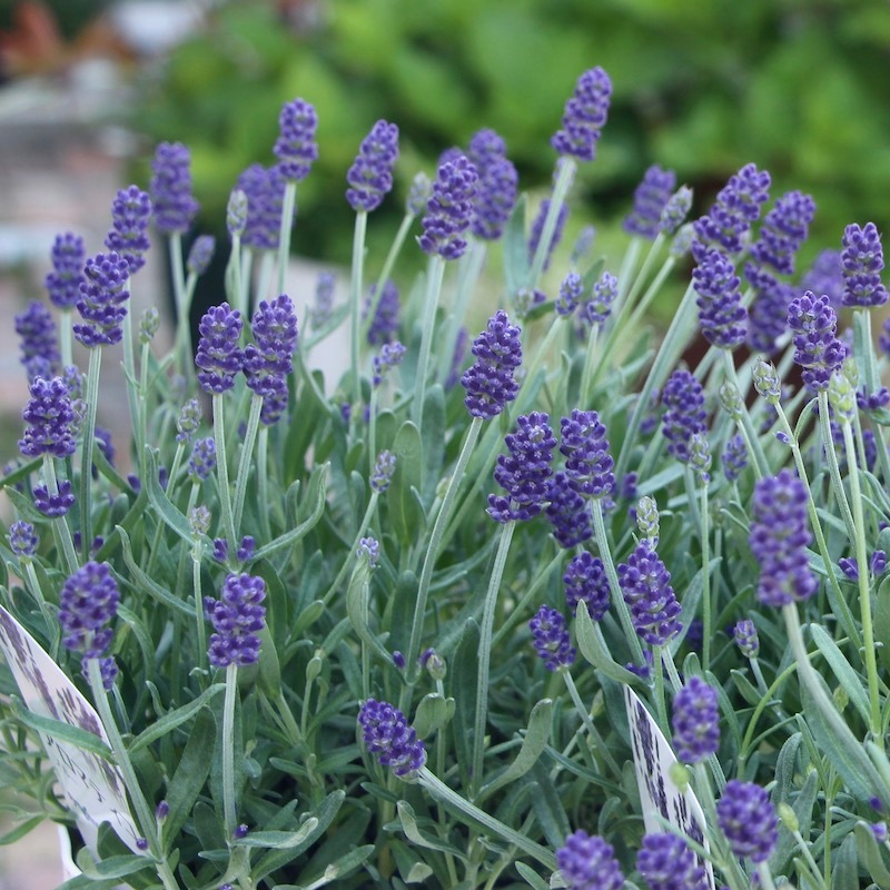 母の日の贈り物にも♪【蕾いっぱいの株】四季咲きのイングリッシュ