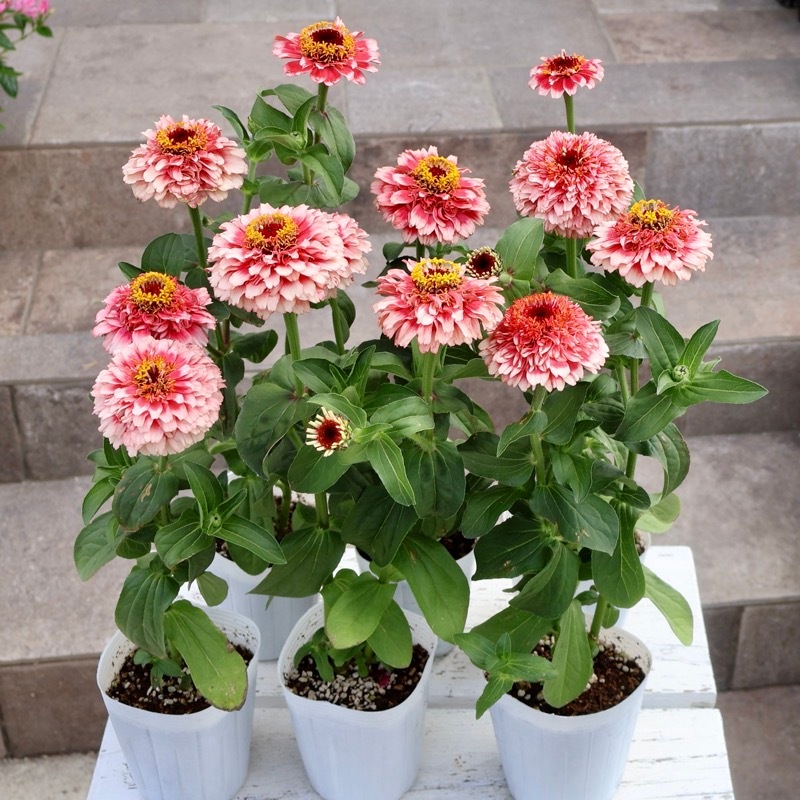 新色も入荷☆2本植え♪八重咲きジニア・シンデレラ「レッドピンク」
