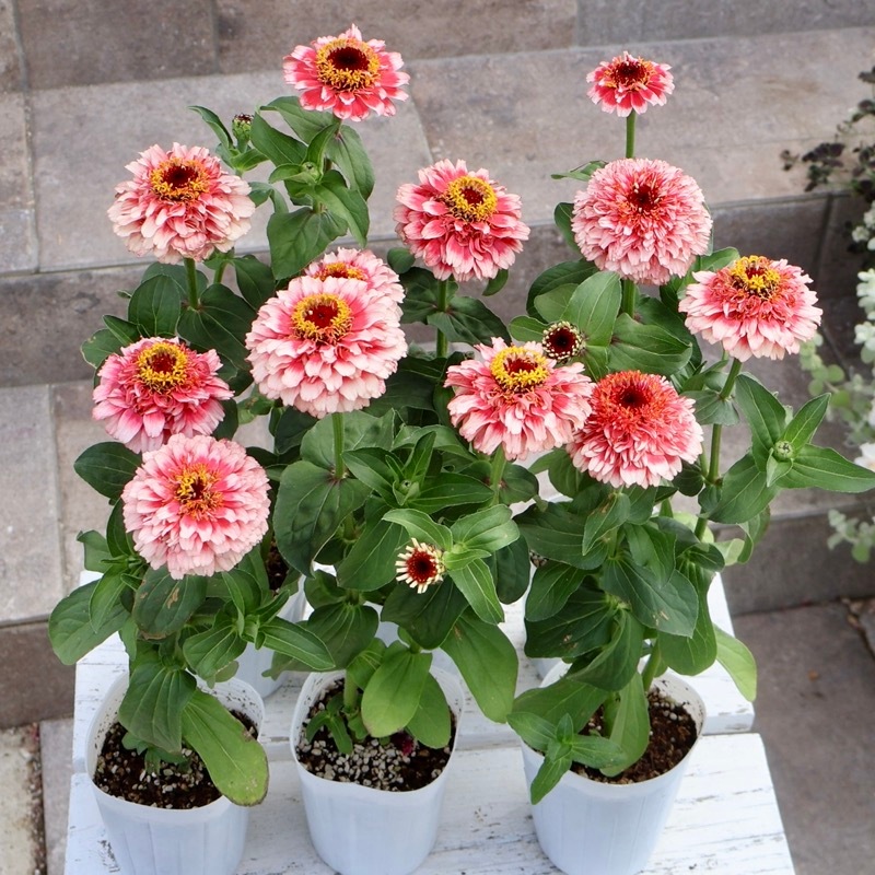 新色も入荷☆2本植え♪八重咲きジニア・シンデレラ「フィズ」