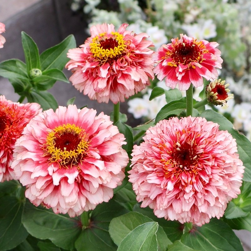 新色も入荷☆2本植え♪八重咲きジニア・シンデレラ「フィズ」
