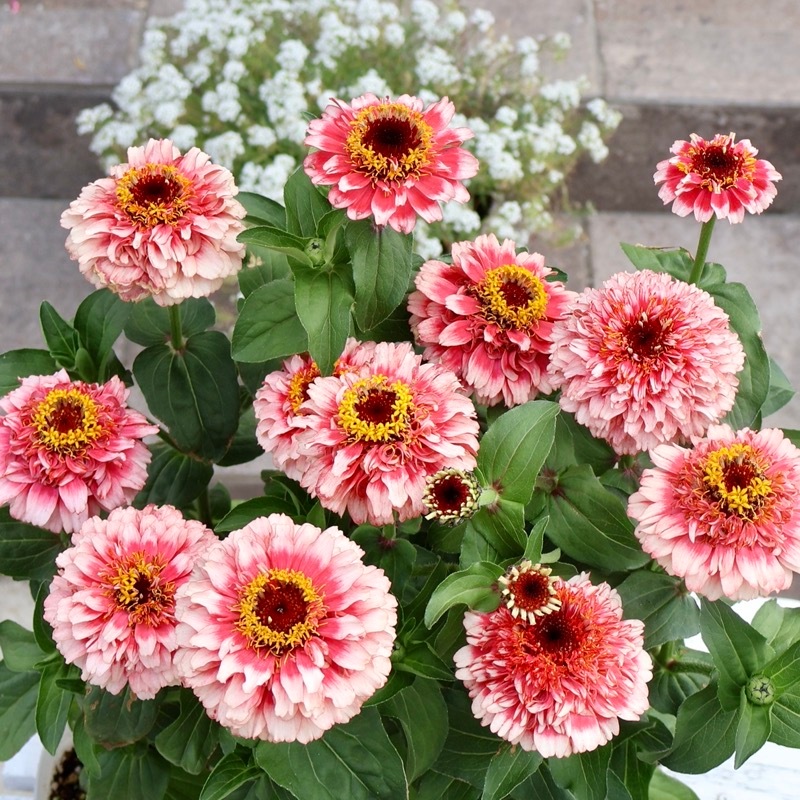 新色も入荷☆2本植え♪八重咲きジニア・シンデレラ「レッドピンク」