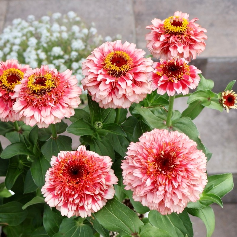 新色も入荷☆2本植え♪八重咲きジニア・シンデレラ「レッドピンク」
