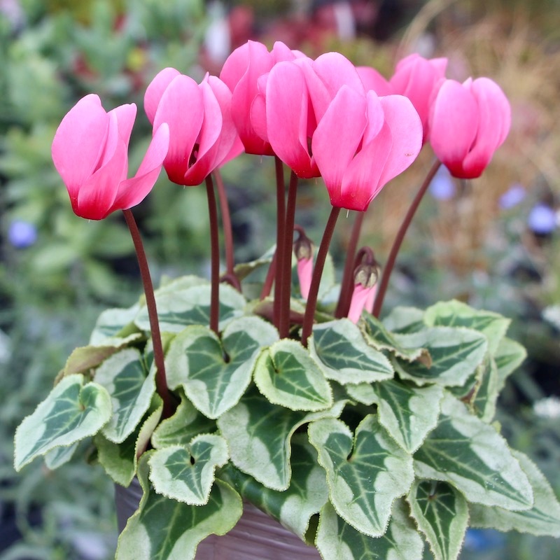 ボリューム満点☆ガーデンシクラメン(シルバーリーフ)「サーモンピンク」