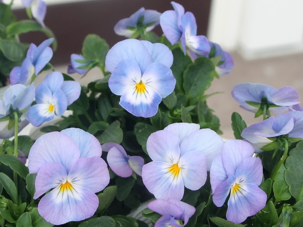 ラベンダー3色20ポット lavender-french-20-1.jpg