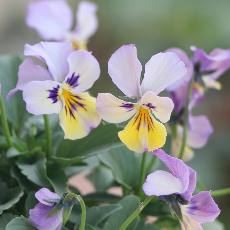 花夢園芸さんのオリジナルビオラ☆現品1点物＜12番＞