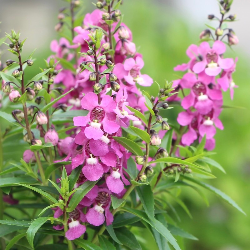 アンゲロニア セレニータ ラズベリー 3 5号ポット