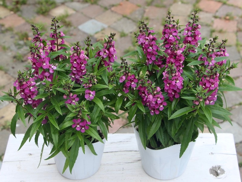 アンゲロニア セレニータ ラズベリー 3 5号ポット