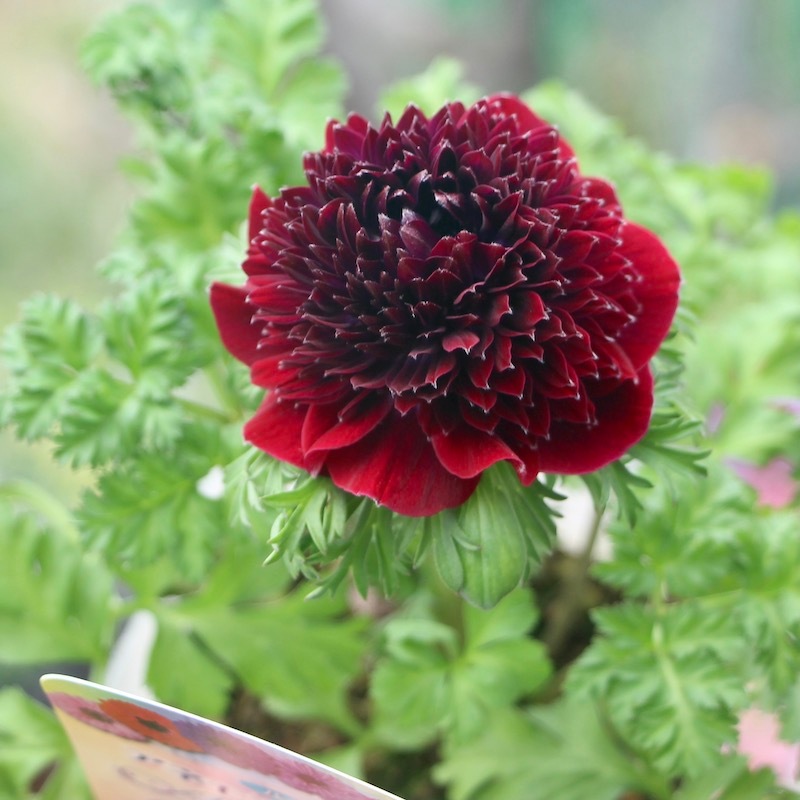 八重咲きアネモネ・オーロラ「ボルドー」(3.5号ポット)