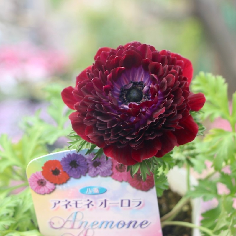 八重咲きアネモネ・オーロラ「ボルドー」(3.5号ポット)
