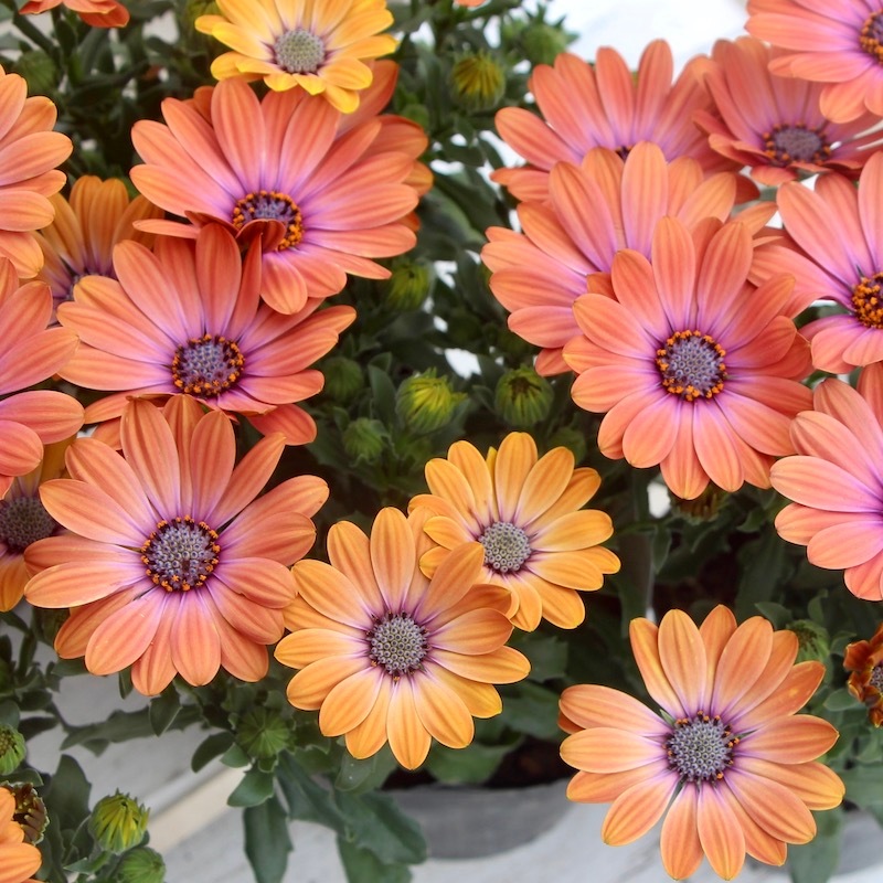 在庫限り!!ボリューム満点♪オステオスペルマム・ミスティー「マジック