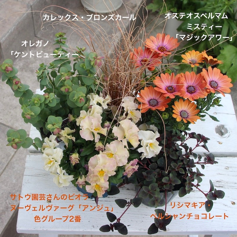 超レアの紅花マユハケオモト5寸足付きプラ鉢 超レアの紅花マユハケオモト5寸足付きプラ鉢 マユハケオモト」の人気