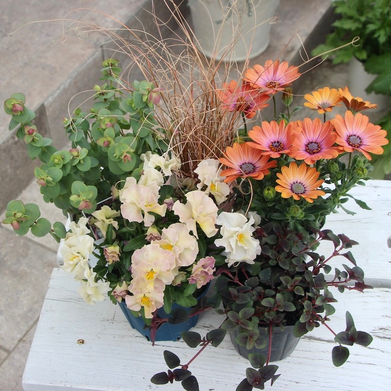 アースマジック おすわり ギンガム ケツマフィー など（ガーデンマム3  