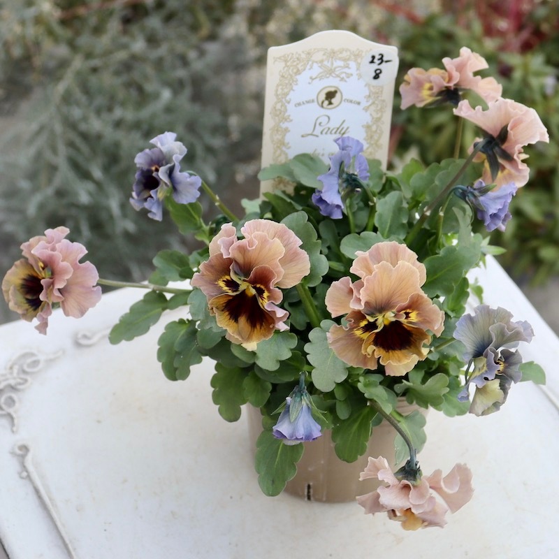 画像の現品!! 石川園芸さんのビオラ「レディ」＜23-08＞