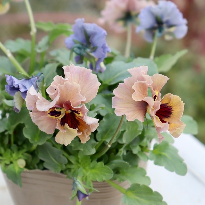 画像の現品!! 石川園芸さんのビオラ「レディ」＜23-08＞