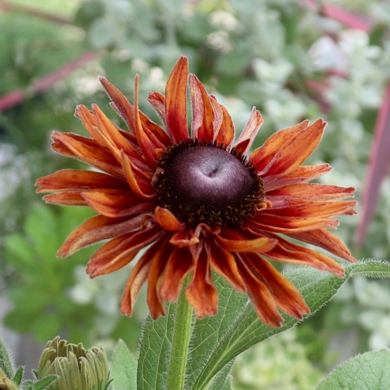 レア、切花品種　紅☆☆　小苗 画像の現品!!希少苗☆ルドベキア・キャラメルミックス☆No.32