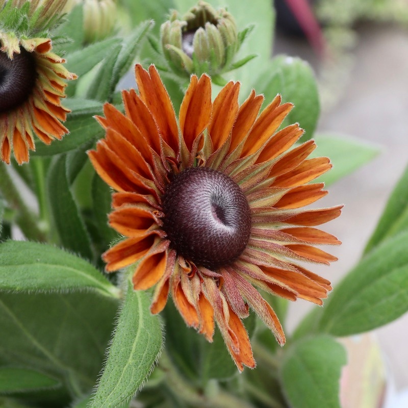 レア、切花品種　紅☆☆　小苗 千日紅 種 【 切り花用 混合 】 実咲小袋 （ 千日紅の種