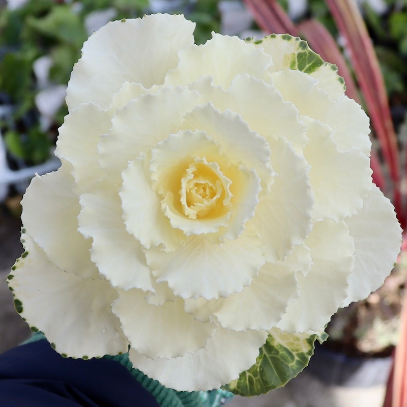 即日発送 50Pホワイトフレア　バラ 拡張パック「ホワイトフレア」（BOX販売）