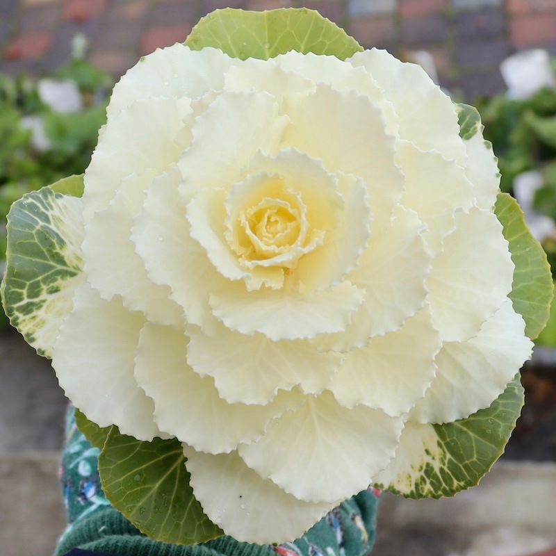 高見園芸さんの1本植え葉牡丹「フレアホワイト」