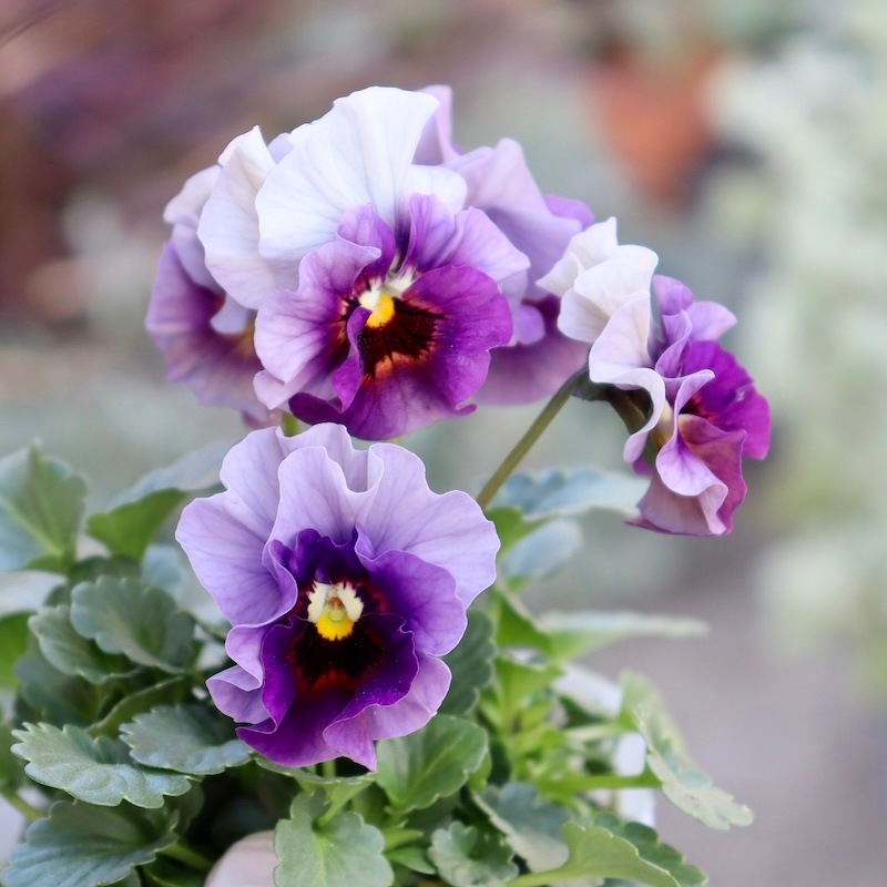 画像の現品1点限り!!桐生ふぁ~む×花日和さんのビオラ「アイクルール