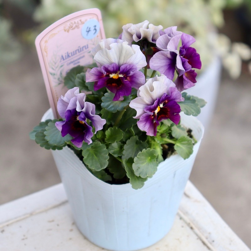 画像の現品1点限り!!桐生ふぁ~む×花日和さんのビオラ「アイクルール