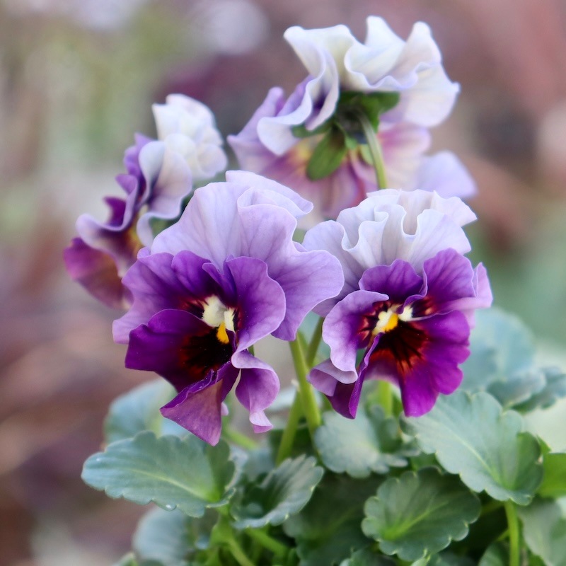 画像の現品1点限り!!桐生ふぁ~む×花日和さんのビオラ「アイクルール