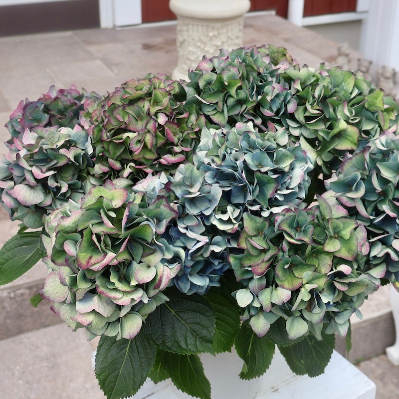 amazarashi モバイルくじ当選品 永遠市 カラビナ 非売品 重量感たっぷり 唐草キーリング [z047-silver] | キーチェーン