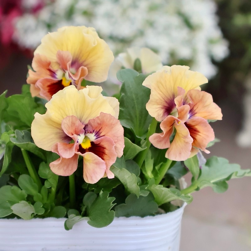 画像の現品1点限り☆桐生ふぁ~む×花日和さんのビオラ「アイクルール