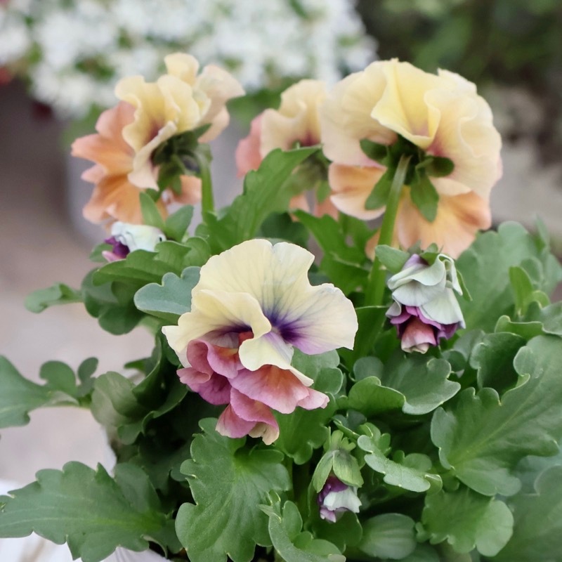 画像の現品1点限り☆桐生ふぁ~む×花日和さんのビオラ「アイクルール