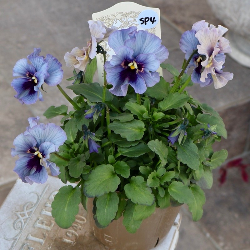 画像の現品1点限り》石川園芸さんのビオラ「レディ」＜25SP04＞
