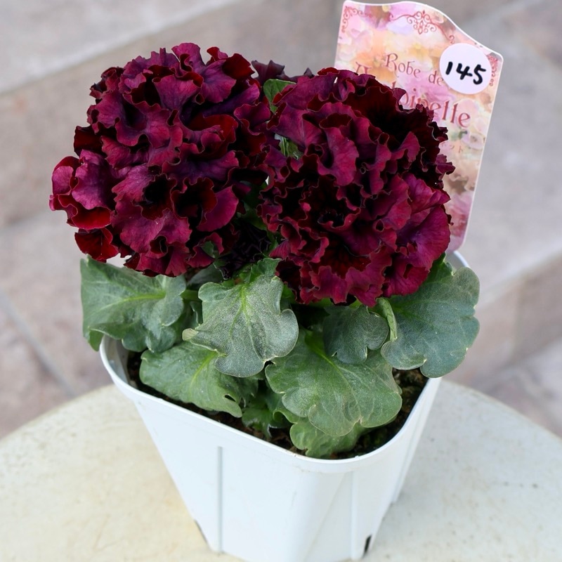 画像の現品1点限り》スペシャルなサトウ園芸さんのパンジー・ローブ