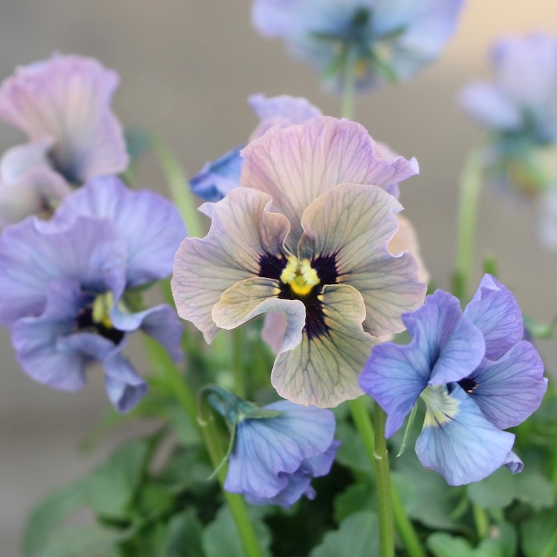 購入ルールは厳守下さい】画像の現品!! 石川園芸さんのビオラ「レディ