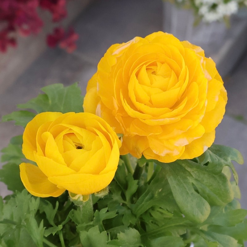 2年物のボリューム満点株♪ラナンキュラス「綾リッチ」1番(3.5号ポット)