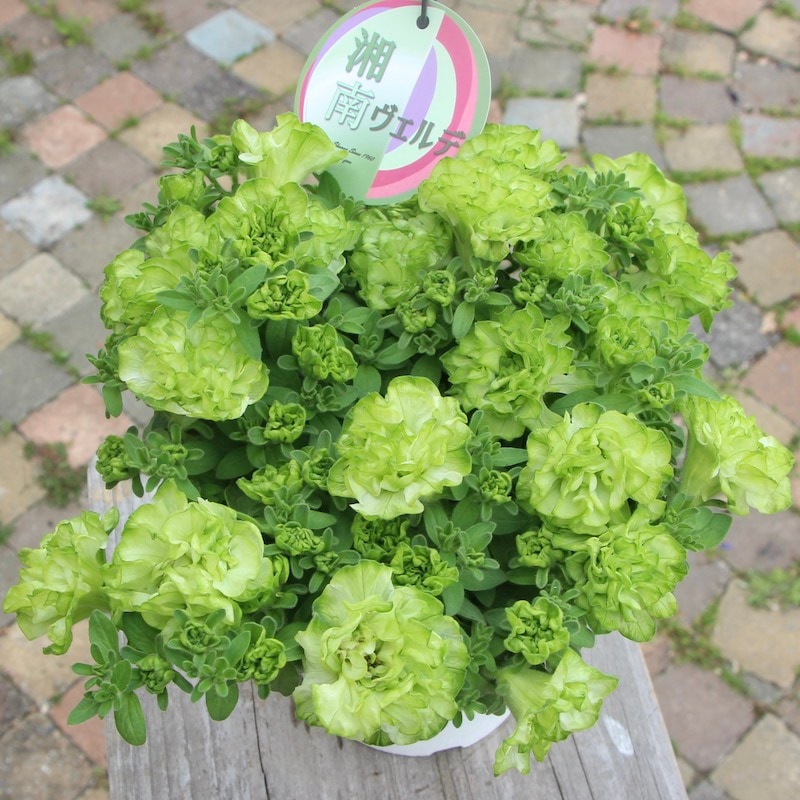 ラスト☆1鉢限り!!【5号鉢】八重咲きペチュニア「湘南ヴェルデ」