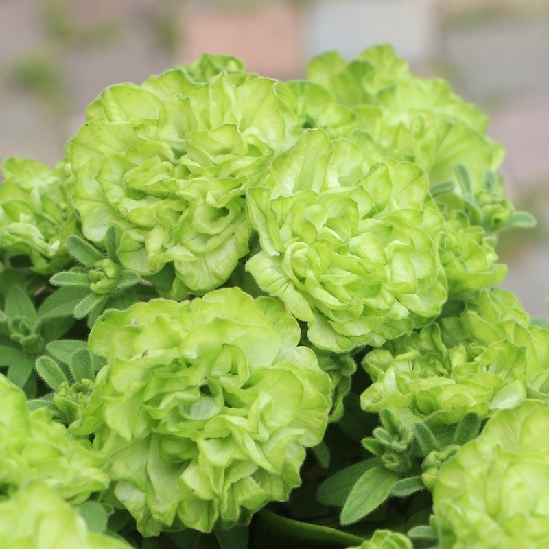 ラスト☆1鉢限り!!【5号鉢】八重咲きペチュニア「湘南ヴェルデ」